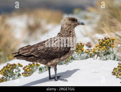 Îles Falkland Skua Banque D'Images