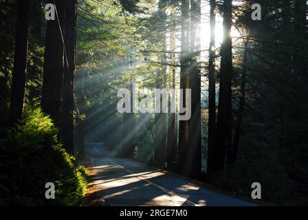 Des rayons de soleil éclatent des séquoias le long d'une route de campagne bordée d'arbres Banque D'Images