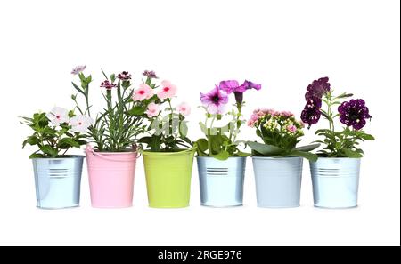 Belles fleurs dans différents pots isolés sur blanc Banque D'Images