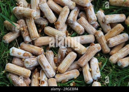 Bouchons de mycélium pour la culture de champignons Maitake Banque D'Images