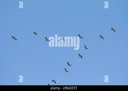 Photo d'un groupe de cigognes volant en formation en V au cours d'une migration au-dessus de l'Allemagne. Les cigognes sont de grands échassiers à longues pattes et à long cou Banque D'Images