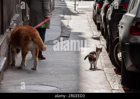 Photo d'un chat tabby et blanc errant, marchant près d'un chien en laisse dans les rues de Belgrade, Serbie. Banque D'Images