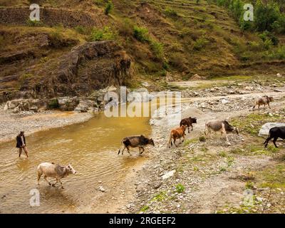 Homme venant tard dans l'après-midi pour colecter ses vaches pour passer la nuit au village, rivière Panar, Kumaon Hills, Uttarakhand, Inde Banque D'Images