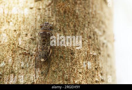 Macro cigale sur l'arbre, image de la cigale à la lumière du jour, espace pour le texte, image du paysage de la cigale. Banque D'Images