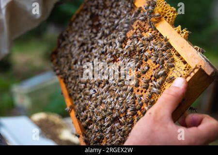 Apiculture ou production de miel photo. Un cadre en nid d'abeille sur les mains de l'apiculteur au point. Banque D'Images