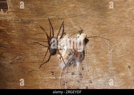 Housespider (Tegenaria), probablement araignée de poussière, araignée de dustbunny (Tegenaria atrica). Famille des araignées à toile entonnoir (Agelenidae). Sur un vieux bois patiné Banque D'Images