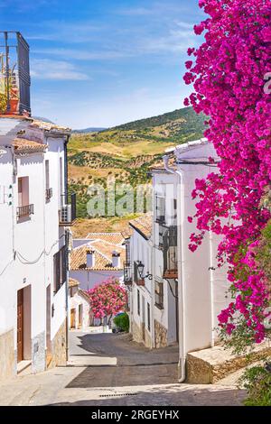 Fleurs fleuries dans la rue, Village blanc de Zahara de la Sierra, Andalousie, Espagne Banque D'Images