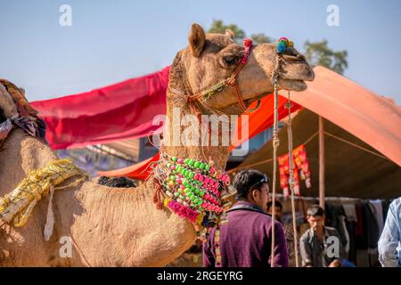 Pushkar, Inde - 19 novembre 2015. Un chameau habillé de colliers et pompons colorés pour un concours de beauté à la foire annuelle de chameaux au Rajasthan. Banque D'Images