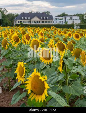 MONHEIM, ALLEMAGNE - 24 JUILLET 2023 : champ de tournesol (Helianthus annuus), gros plan de la tête de fleur le 24 juillet 2023 à Monheim, Allemagne Banque D'Images