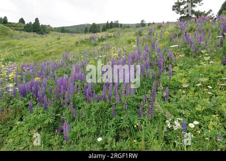 Vue naturelle du paysage coloré sur une agrégation de lupins à grandes feuilles à floraison bleue, Lupinus polyphyllus Banque D'Images