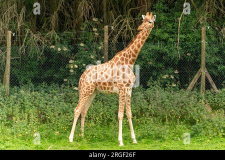 Girafe au zoo de blackpool Banque D'Images