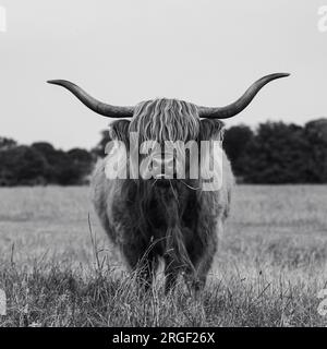 Highland Cow en monochrome Banque D'Images
