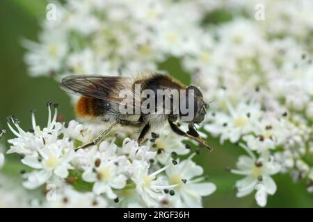 Gros plan naturel sur une mouche bourdon Blacklet Bumblebee, Cheilosia illustrata se nourrissant de plante blanche, panais de vache, fleurs Banque D'Images