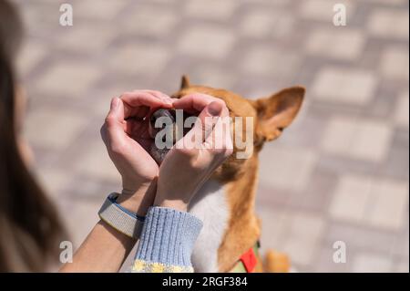 Une femme fait un coeur de ses paumes sur le visage de son chien. Un chien Basenji africain sans aboiement. Banque D'Images