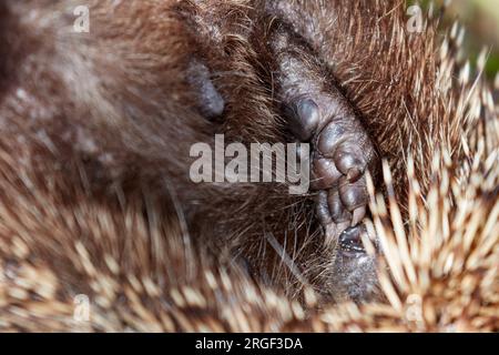 Pied de hérisson. Mignon hérisson se retourne et montre l'abdomen et la patte. Hérisson européen - Erinaceus europaeus dort Banque D'Images