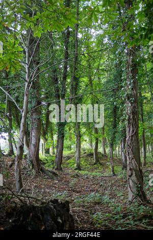 Trees in Woodland Copse, communauté rurale de Womersley, North Yorkshire, nord de l'Angleterre, Royaume-Uni Banque D'Images