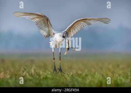 L'ibis s'envole. ODISHA ; INDE : des photographies SAISISSANTES ont montré les derniers moments d'une grenouille alors qu'elle était prise en sandwich dans le bec d'un ibis affamé. Le Banque D'Images