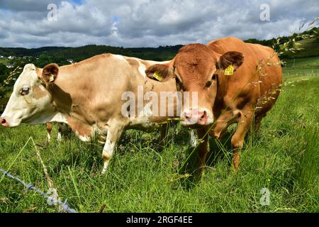 Bovins, vaches, veaux - sur un pâturage Banque D'Images