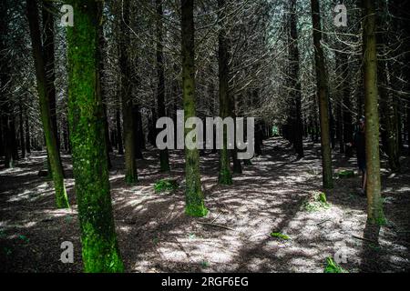 Nakuru, Kenya. 3 août 2023. Une femme marche à l'intérieur d'une plantation d'arbres exotiques matures à Eastern Mau Forest dans le comté de Nakuru. Un tribunal au Kenya a suspendu l'exécution de l'ordre du président Ruto de lever une interdiction d'exploitation forestière de six ans, invoquant un engagement public insuffisant avant la décision. Le président William Ruto, en annonçant la levée de l'interdiction, a déclaré que les arbres mûrs pourrissaient dans la forêt et nécessitaient une récolte. Les groupes écologistes sont opposés à la directive présidentielle, arguant que l'exercice va causer des dommages irréversibles à l'environnement. (Image de crédit : © James Banque D'Images