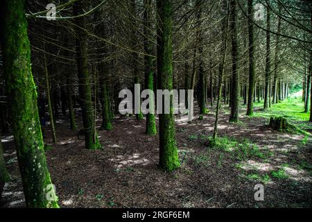 Nakuru, Kenya. 3 août 2023. Plantation d'arbres exotiques matures dans la forêt de Mau est dans le comté de Nakuru. Un tribunal au Kenya a suspendu l'exécution de l'ordre du président Ruto de lever une interdiction d'exploitation forestière de six ans, invoquant un engagement public insuffisant avant la décision. Le président William Ruto, en annonçant la levée de l'interdiction, a déclaré que les arbres mûrs pourrissaient dans la forêt et nécessitaient une récolte. Les groupes écologistes sont opposés à la directive présidentielle, arguant que l'exercice va causer des dommages irréversibles à l'environnement. (Image de crédit : © James Wakibia/SOPA Images v Banque D'Images