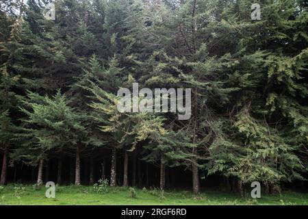 Nakuru, Kenya. 3 août 2023. Plantation d'arbres exotiques matures dans la forêt de Mau est dans le comté de Nakuru. Un tribunal au Kenya a suspendu l'exécution de l'ordre du président Ruto de lever une interdiction d'exploitation forestière de six ans, invoquant un engagement public insuffisant avant la décision. Le président William Ruto, en annonçant la levée de l'interdiction, a déclaré que les arbres mûrs pourrissaient dans la forêt et nécessitaient une récolte. Les groupes écologistes sont opposés à la directive présidentielle, arguant que l'exercice va causer des dommages irréversibles à l'environnement. (Image de crédit : © James Wakibia/SOPA Images v Banque D'Images