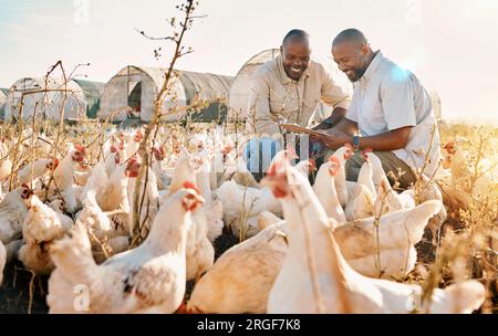 Les gens, la liste de contrôle de l'agriculture et le poulet dans l'agriculture durable, écologique ou la gestion de l'industrie de plein air. Des hommes africains heureux avec des animaux Banque D'Images