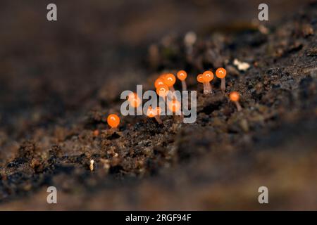 Plasmodium et sporanges de la mycolite Trichia sp. (?) De la forêt de nuages de Bosque de Paz, Costa Rica. Banque D'Images