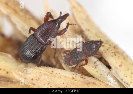 Blé ou charançon à grenier (Sitophilus granarius), dans le charançon de gauche et le charançon du riz (Sitophilus oryzae), sur un fragment d'épi de céréale. Banque D'Images