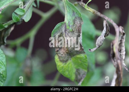 La pourriture brune également appelée mildiou ou mildiou tardive causée par le champignon Phytophthora infestans sur la tomate dans un jardin familial. Banque D'Images