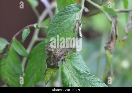 La pourriture brune également appelée mildiou ou mildiou tardive causée par le champignon Phytophthora infestans sur la tomate dans un jardin familial. Banque D'Images