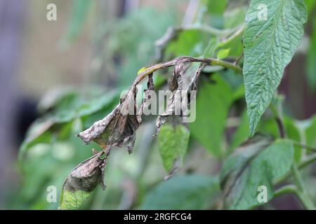 La pourriture brune également appelée mildiou ou mildiou tardive causée par le champignon Phytophthora infestans sur la tomate dans un jardin familial. Banque D'Images