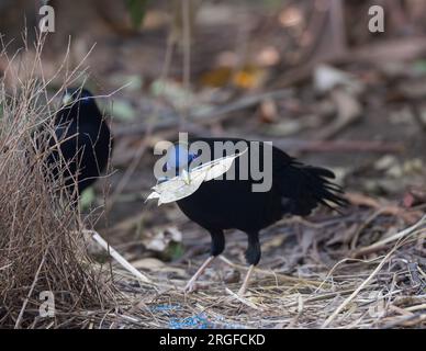 Mâle Satin Bowerbird, avec un autre bowerird mâle regardant sur, tient une collection de feuilles séchées dans son bec devant sa botte comme un affichage. Banque D'Images