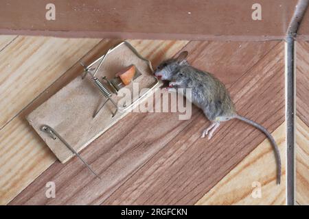 Souris morte prise dans un piège dans une maison, un appartement. Banque D'Images