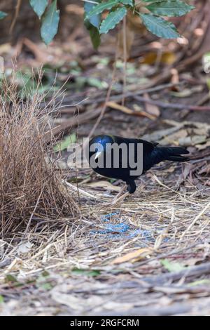 Male Satin Bowerbird critique son Bower avec l'intention d'apporter quelques changements. Banque D'Images