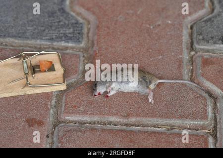 Souris morte prise dans un piège dans une maison, un appartement. Banque D'Images