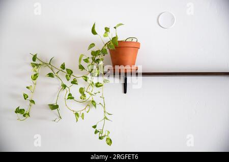 une plante de maison de vigne du diable sur une étagère contre un mur blanc Banque D'Images