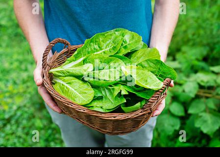 Femme portant un panier avec des feuilles de blette fraîchement récoltées dans le jardin. La bette verte suisse ou la betterave argentée plante entière le légume comestible de laitue à feuilles Banque D'Images