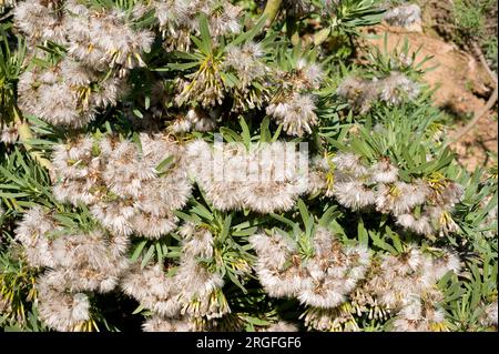 Verode, berode, verol ou berol (Kleinia neriifolia) est un arbuste succulent endémique des îles Canaries. Feuilles et fruits. Banque D'Images
