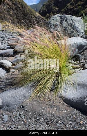 Plumacho ou rabo de gato (Pennisetum setaceum) est une plante originaire d'Afrique tropicale, du Moyen-Orient et d'Asie du Sud-est mais naturalisée aux îles Canaries, Banque D'Images