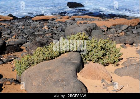 UVA de mar, uvilla, babosa ou salado baboso (Zygophyllum fontanesii ou Tetraena fontanesii) est un arbuste halophile et succulent originaire de Macaronesia R. Banque D'Images