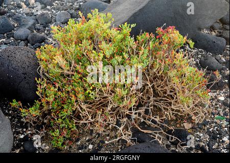 UVA de mar, uvilla, babosa ou salado baboso (Zygophyllum fontanesii ou Tetraena fontanesii) est un arbuste halophile et succulent originaire de Macaronesia R. Banque D'Images