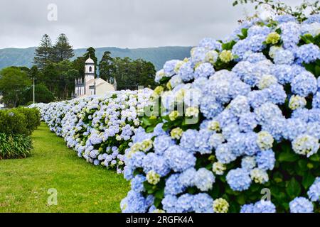 Église dans la ville de Sete Cidades et vue sur les buissons florissants de fleurs d'hortensia pendant la journée d'été ciel nuageux sur fond. Açores, Sao Miguel est Banque D'Images