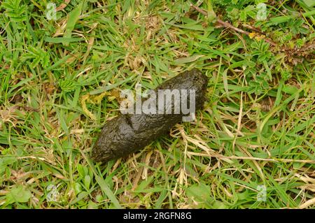 Bennett's Wallaby Macropus rufogriseus Scat, fumier, fèces photographié au parc national de Cradle Mountain, Tasmanie, Australie Banque D'Images