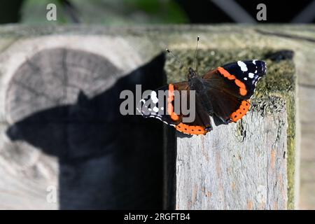 Papillon amiral rouge éclatant perché sur une surface en bois vieilli à la lumière du soleil Banque D'Images