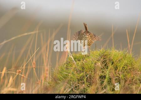 Striated Fieldwren (Calamanthus fuliginosus) Narawntapu National Park Northern Tasmania Australia Banque D'Images