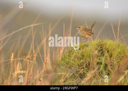 Striated Fieldwren Calamanthus fuliginosus Narawntapu National Park Tasmanie, Australie Banque D'Images