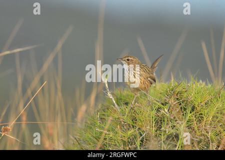 Striated Fieldwren Calamanthus fuliginosus Narawntapu National Park, Tasmanie, Australie Banque D'Images