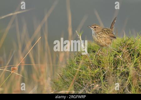 Striated Fieldwren Calamanthus fuliginosus Narawntapu National Park, Tasmanie Australie, Banque D'Images
