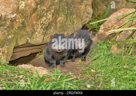 Diable de Tasmanie, Sarcophilus harrisii, 2 jeunes à l'extérieur de la tanière. Photographié le nord de la Tasmanie, Australie Banque D'Images