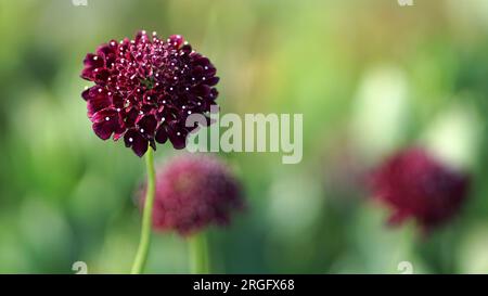 Black Knight Pincushion Fleur en fleur dans un jardin d'été. Banque D'Images